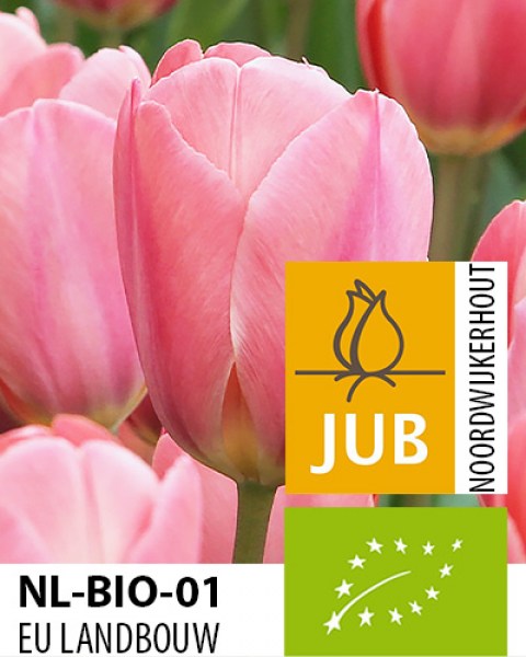 Bio Tulipa Design Impression